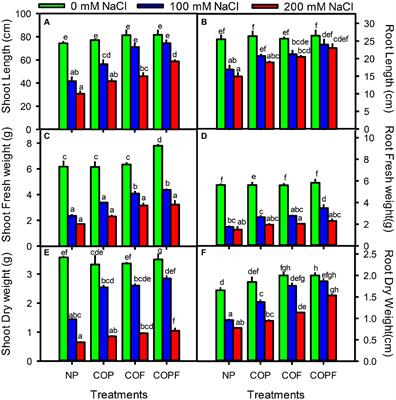 Coumarin-Mediated Growth Regulations, Antioxidant Enzyme Activities, and Photosynthetic Efficiency of Sorghum bicolor Under Saline Conditions